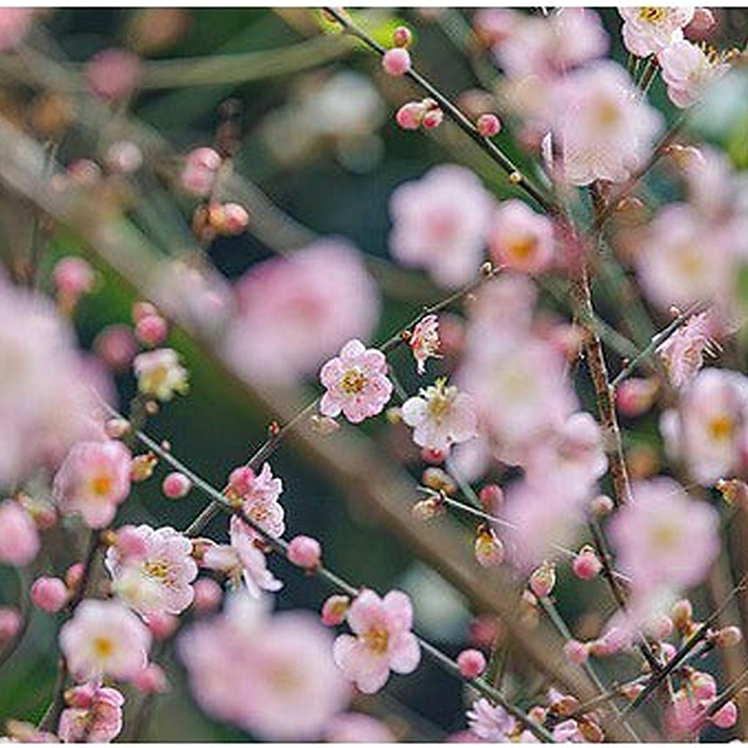 Plum Prunus Mume Fruit Tree For Winter Backyard Planting Flower Seeds for Home Garden Planting, [neera-v5-cfe1679ecf3600a5bfcd]