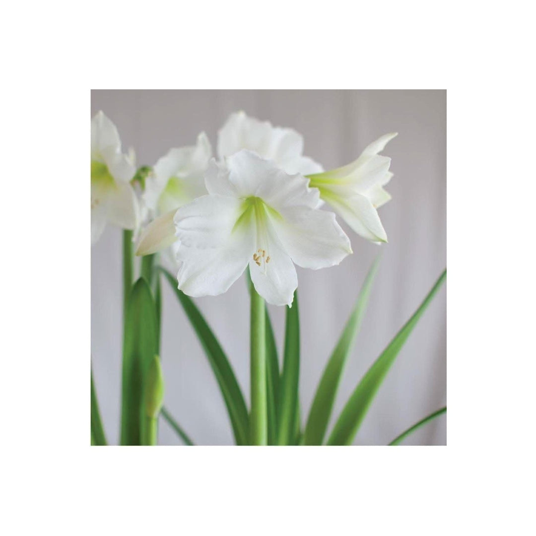White Amaryllis Hippeastrum Spp Bulbs For Planting In Sunrise Indoor Garden Flower Seeds for Home [neera-v5-cfea5ff429950693aa67]
