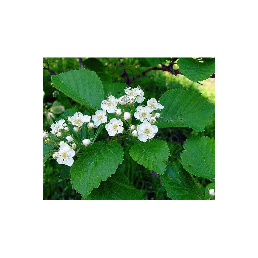 White Crataegus Flower For Planting Non Gmo Flower Seeds for Home Garden Planting, Ornamental [neera-v5-cff0fc37f6c93e13d030]