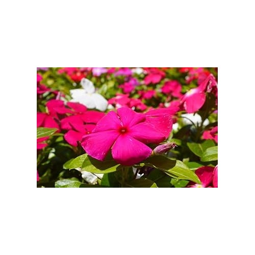 Heirloom Non-GMO Vinca Flower Seeds for Planting [neera-v5-cff78b4279a373dcac81]