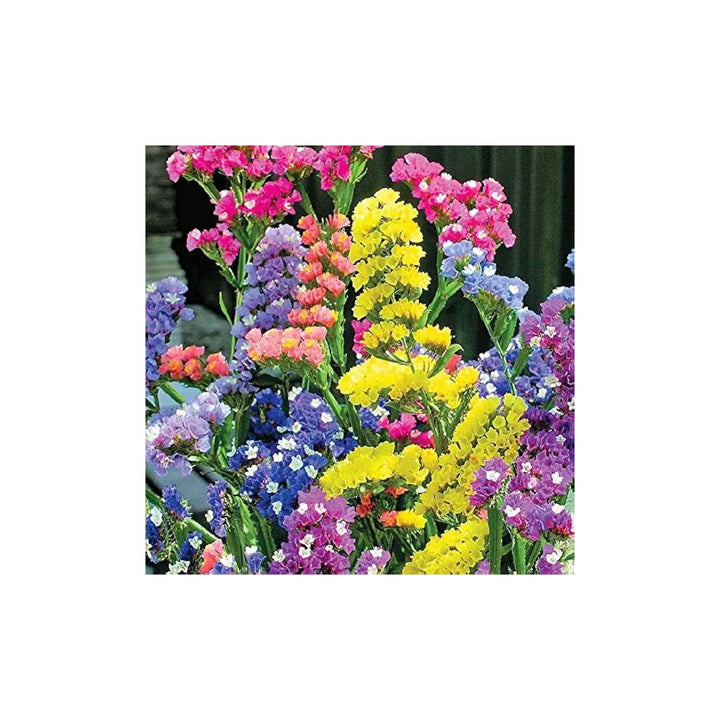 Lavender Heirloom Non Gmo Flower Mixed Colors For Garden Planting Aromatic Floral Blend Flower [neera-v5-cffcec0922f3e3cce4e5]