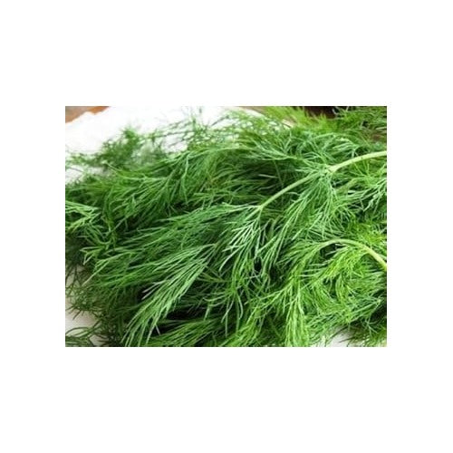 Green Dill Herb Plant Seeds for Planting [neera-v5-cfff18daf7bca2e5876e]
