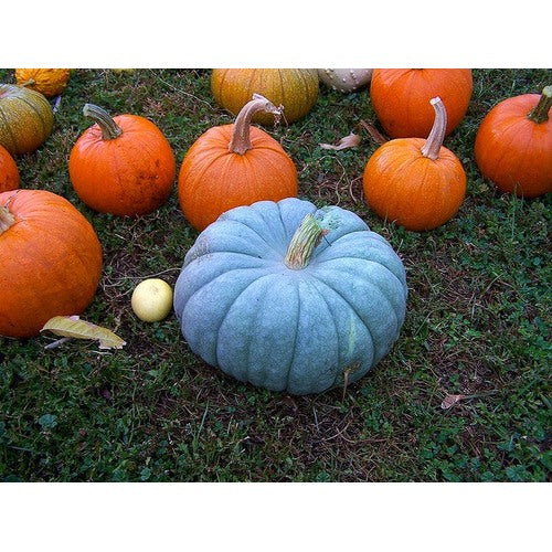 Blue Moon Pumpkin Seeds for Planting | Heirloom, Non-GMO, High Germination Organic Garden Seeds [neera-v5-cfff2276c4c1560a651e]