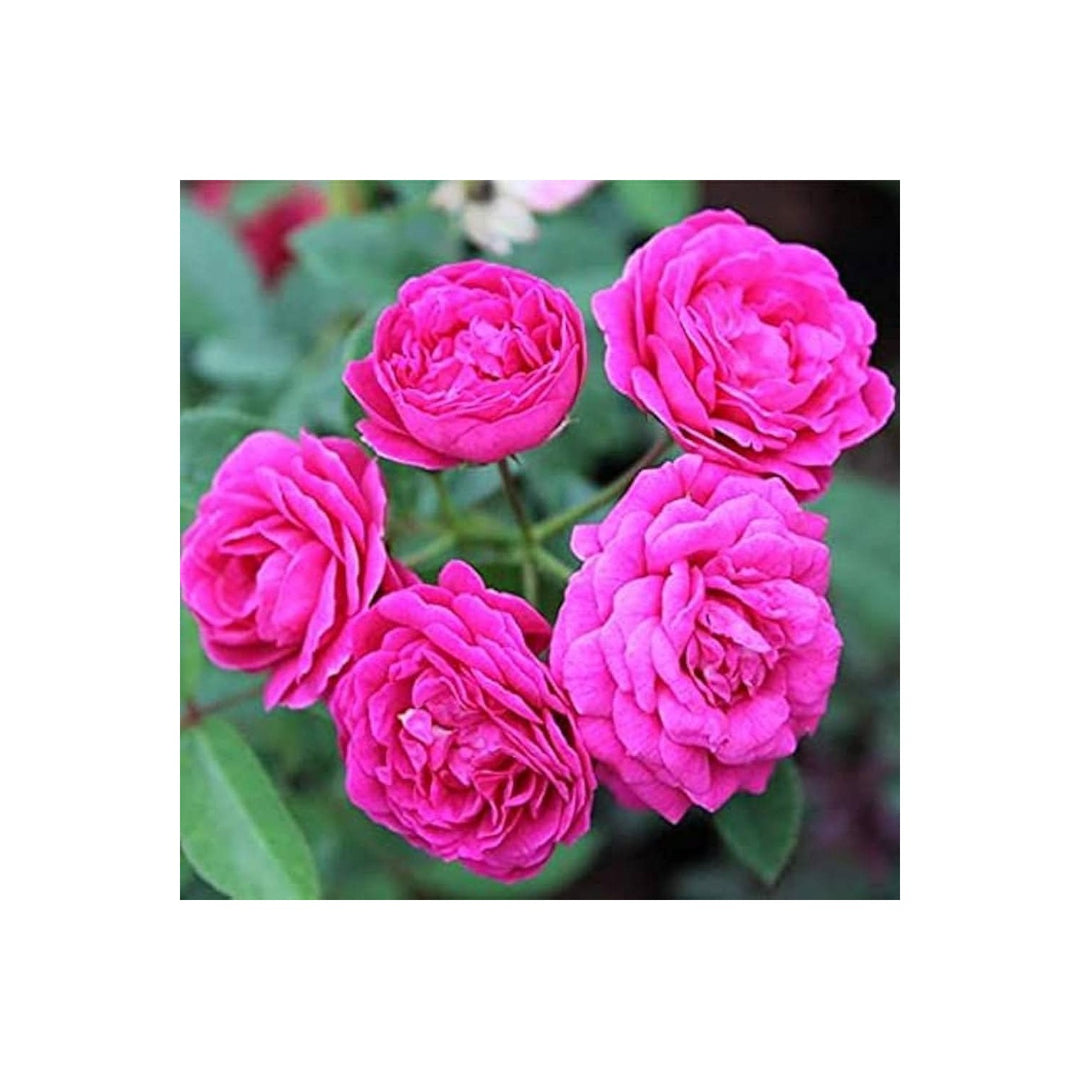 Rose Rosa Hybrida Bi Color Flower For Backyard Gardening Flower Seeds for Home Garden Planting, [neera-v5-d00045f60035cff89c78]