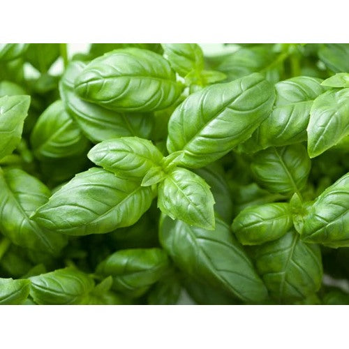 Genovese Basil Herb Seeds for Planting [neera-v5-d0027a7fd14f8a831683]