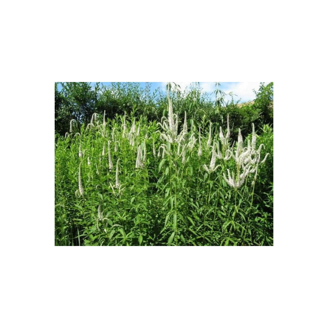 Culver S Root Veronicastrum Perennial Flower Flower Seeds for Home Garden Planting, Lush Organic [neera-v5-d00310ac3e8ebe0c5901]