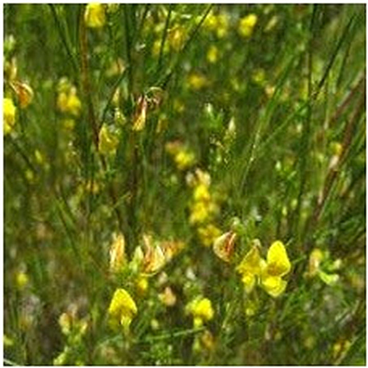 Aspalathus Flower Seeds for Planting [neera-v5-d0065641882a830ef44f]