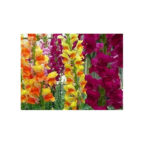 Heirloom Non-GMO Snapdragon Flower Seeds for Planting [neera-v5-d00dd71b6c9c0da796fd]