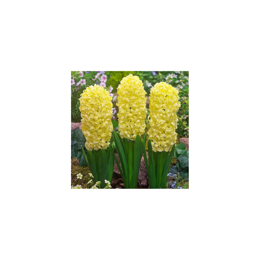Yellow Organic Heirloom Non Gmo Hyacinth For Planting Fragrant Spring Blooms Flower Seeds for Home [neera-v5-d011d48efeae91944d61]