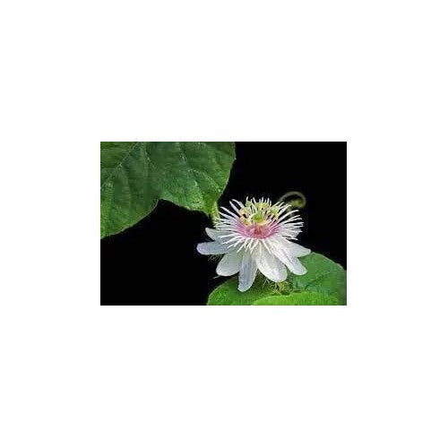 Passion Flower For Garden Non Gmo Flower Seeds for Home Garden Planting, Colorful Organic Blooming [neera-v5-d01ac6f7ddc4b1ca8aa1]