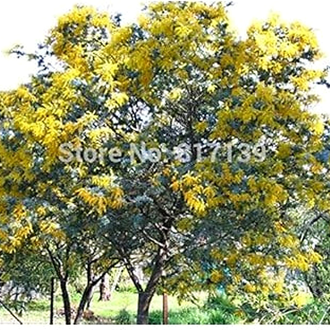 Yellow Wattle Flower Seeds for Planting [neera-v5-d02b4fa43f1a3be5150e]
