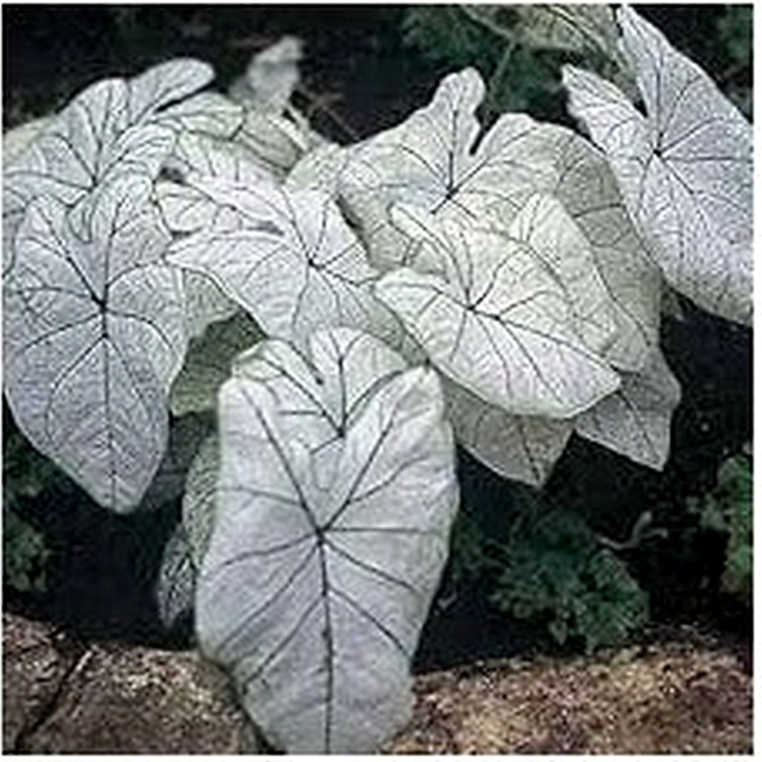 White Caladium Flower Seeds for Planting [neera-v5-d0342d72c1f3b6fe34d2]