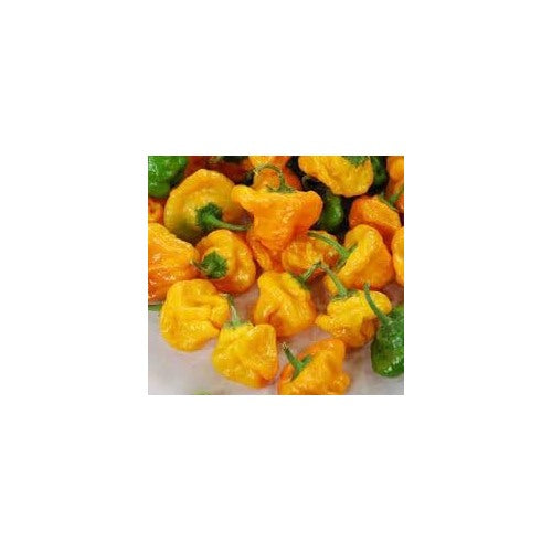 Heirloom Non-GMO Scotch Bonnet Pepper Vegetable Seeds [neera-v5-d045e2c4f5bbeb37fc0f]