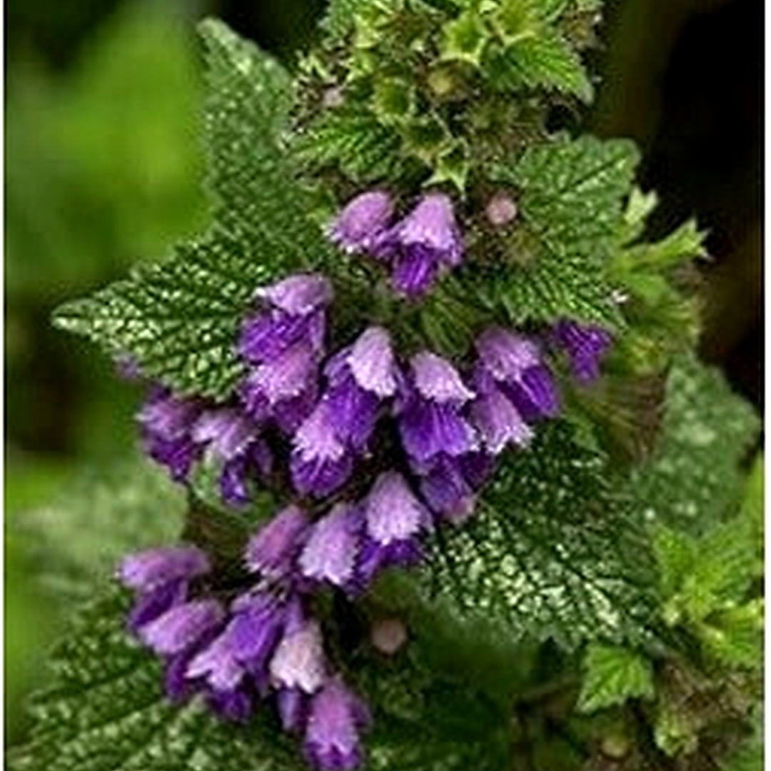 Purple Horehound Flower For Planting Flower Seeds for Home Garden Planting, Landscape Organic [neera-v5-d046d86f26bdf4b1c6ae]