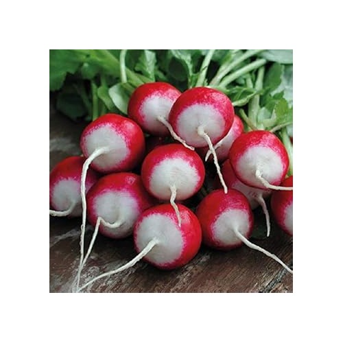 Red White Rainbow Radish Seeds for Planting [neera-v5-d05ea44730ca221a630f]
