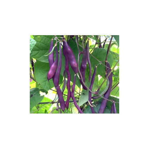 Violet Pole Bean Seeds for Planting [neera-v5-d07c152154535f11396e]