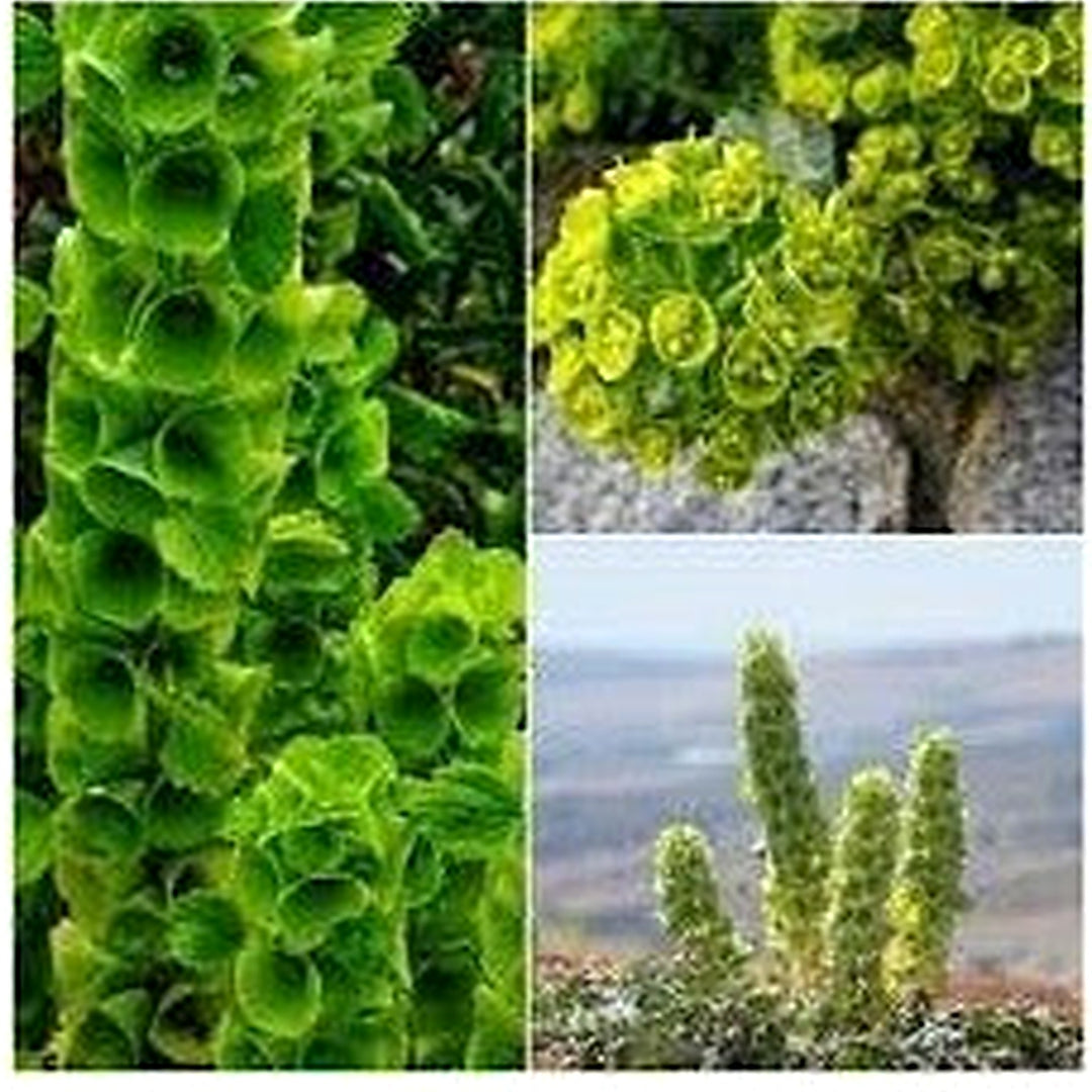 Bells Flower Seeds for Garden Planting [neera-v5-d07fc07bae90f4d2eefc]
