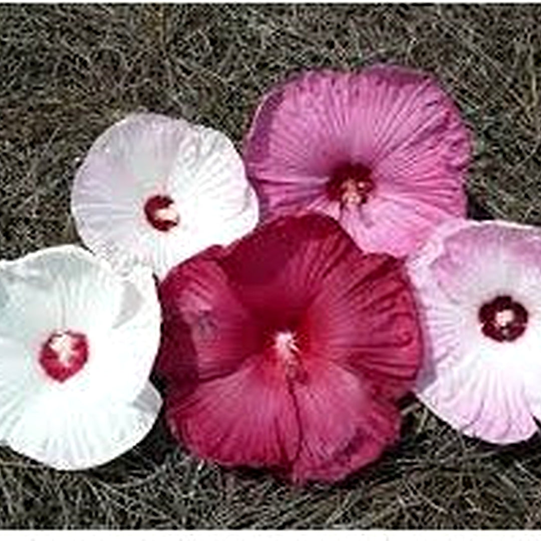 Mixed Luna Hibiscus Moscheutos Flower Seeds for Planting [neera-v5-d08958028c5bf46530bb]