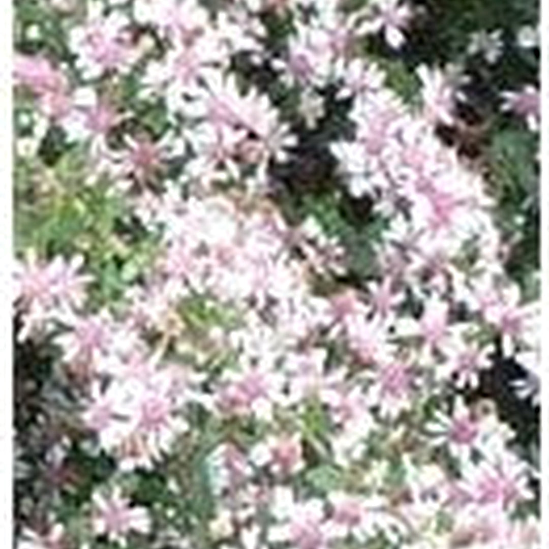 Pink White Lateriflorus Flower Seeds for Planting, 100 pcs [neera-v5-d095a8e1c3d68321fab8]
