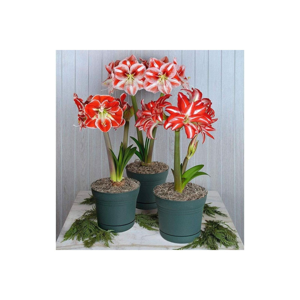 Amaryllis Hippeastrum Spp Flower For Planting In Indoor Pots Balcony Gardening Flower Seeds for [neera-v5-d09675ee5d2ea1426be1]