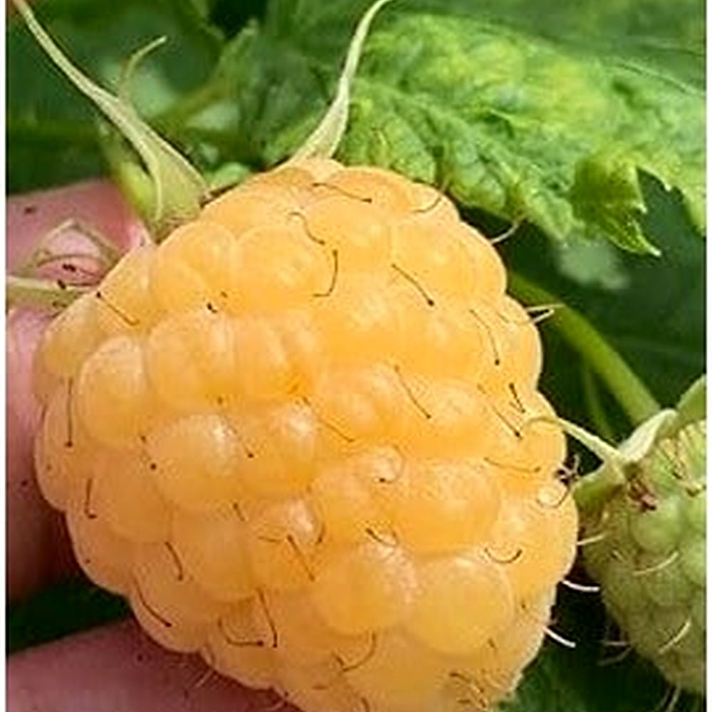 Blackberry Seeds for Planting | Heirloom Non-GMO Organic Garden Seeds for Fresh, Juicy Blackberries [neera-v5-d09be743134ca77283ea]