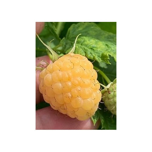 Blackberry Seeds for Planting | Heirloom Non-GMO Organic Garden Seeds for Fresh, Juicy Blackberries [neera-v5-d09be743134ca77283ea]