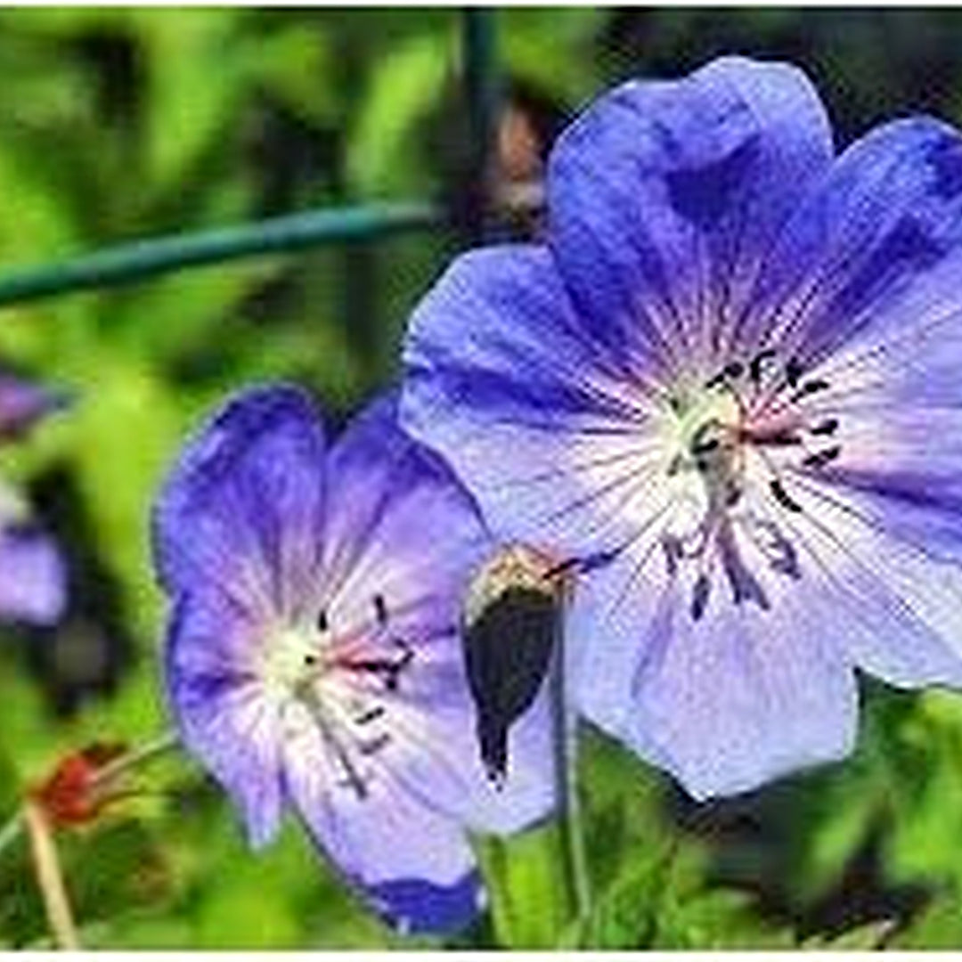 Cranesbill Flower Seeds for Planting [neera-v5-d09fe275f531467d3807]