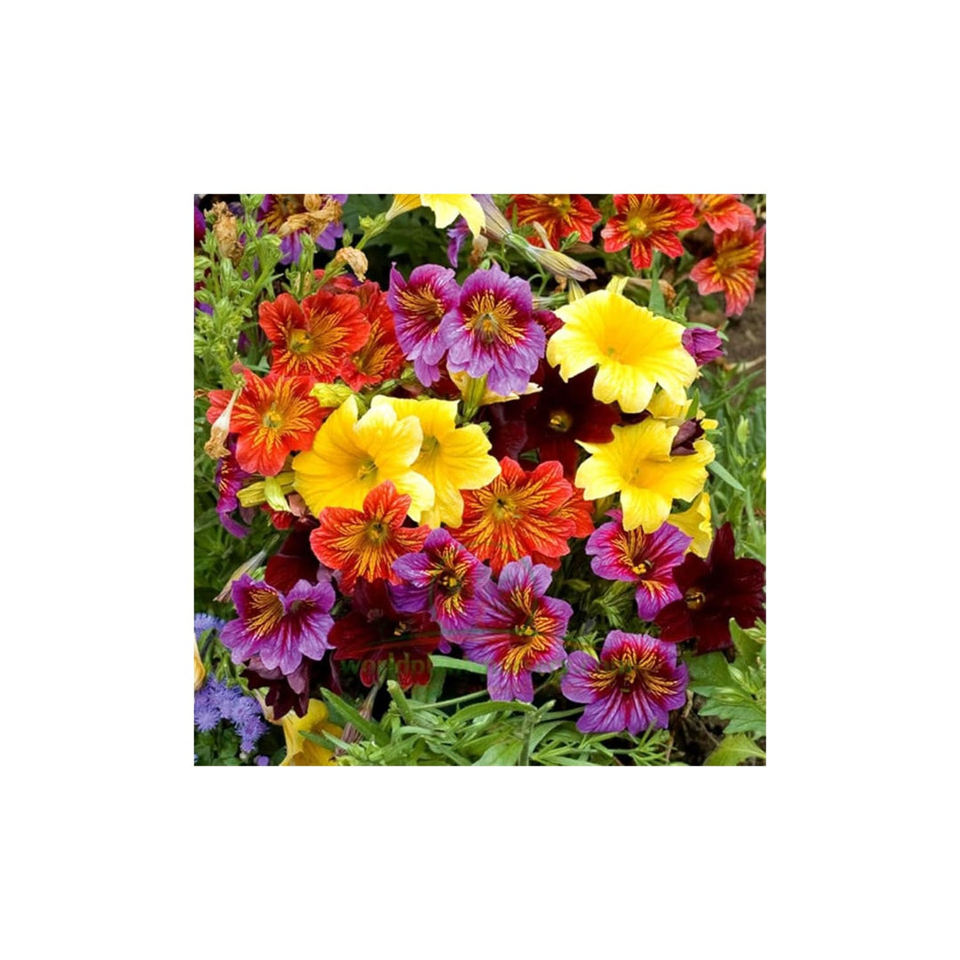 Painted Munds Salpiglossis Flower Plant Flower Seeds for Home Garden Planting, Exotic Organic [neera-v5-d0a18062f2080b8c1bc8]