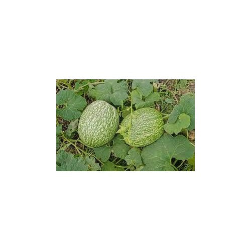 Fig Leaf Gourd Chilacayote Asian Pumpkin Seeds for Planting [neera-v5-d0ab65c364f52b4e2a76]