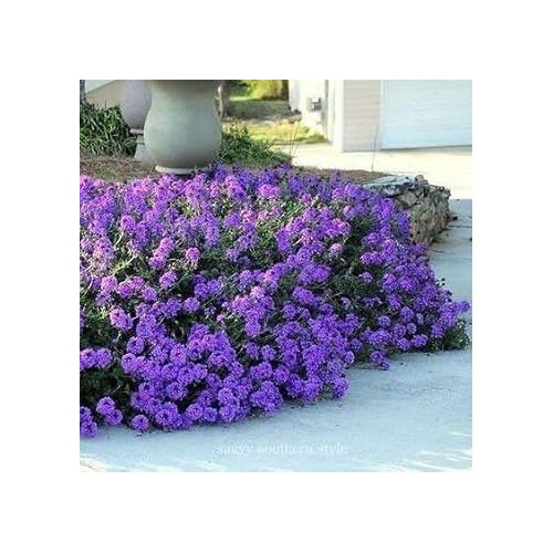 Organic Violet Verbena Plant Seeds for Planting [neera-v5-d0bbf113982a1658326f]