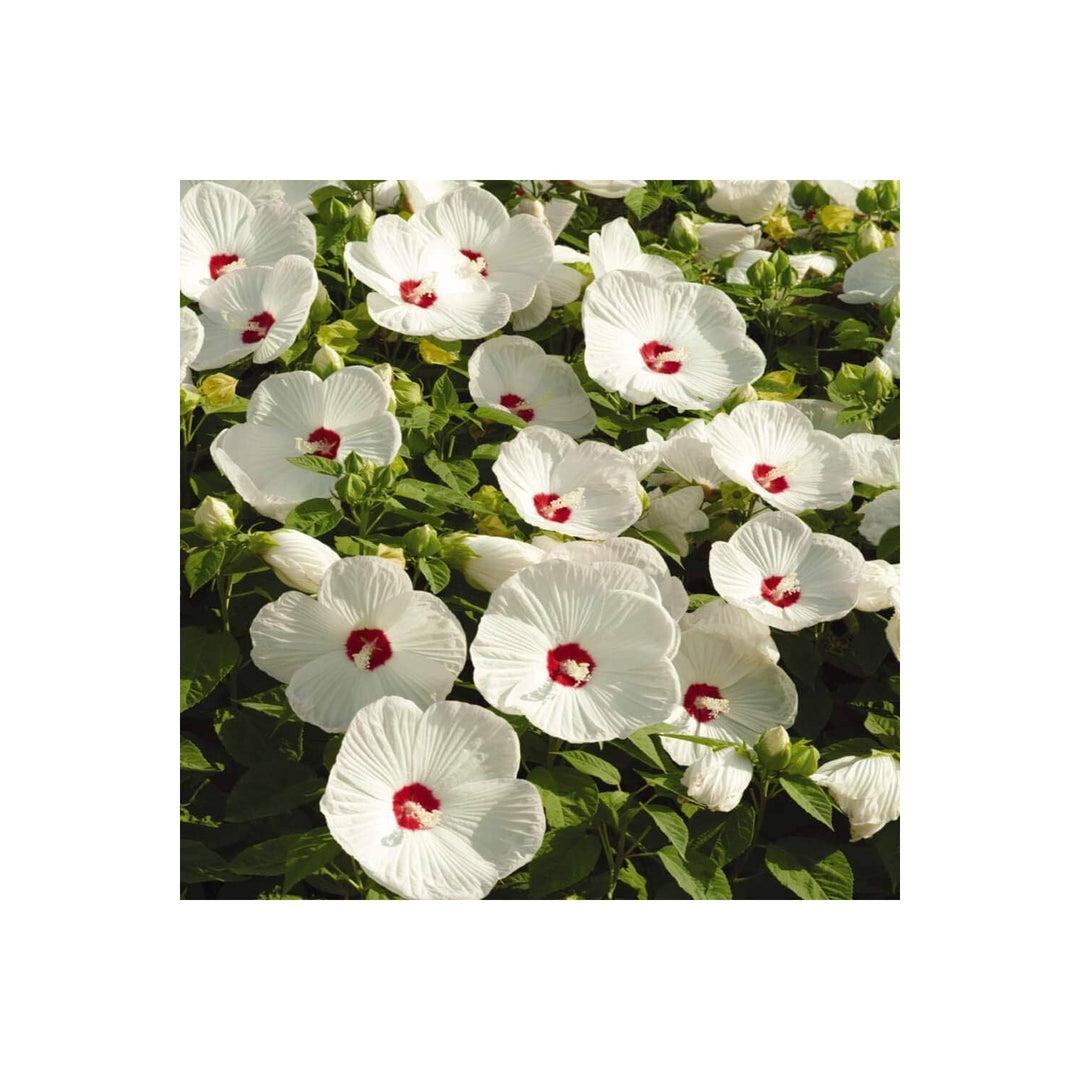 Hibiscus Hibiscus Rosa Sinensis Weiss Speiseteller Flower For Planting In Backyard Garden Borders [neera-v5-d0be9fa9d4eb3c2e21e3]