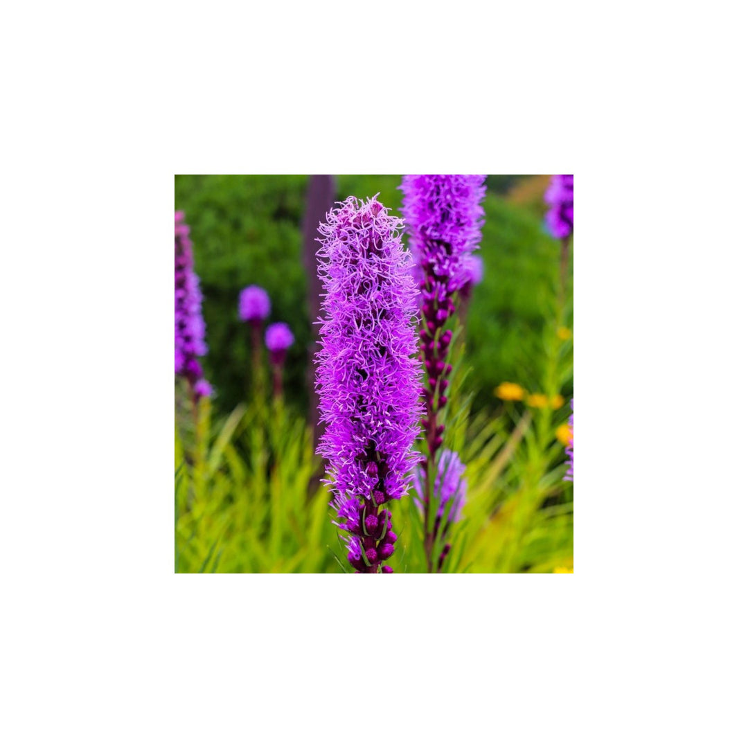Blazing Star Liatris Spicata Marsh Flower For Planting In Backyard Pollinator Garden Beds Flower [neera-v5-d0bf7b2c39275ec0ed9e]