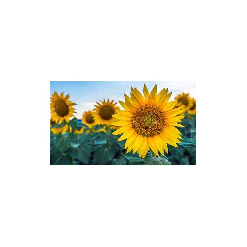 Mammoth Sunflower Flower Seeds [neera-v5-d0c3f918ea3ab5db0b3f]