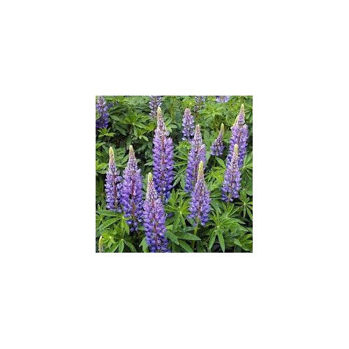 Wild Lupine / Sundial Lupine (Lupinus perennis) Flower Seeds for Planting [neera-v5-d0c419ed9cc00a5eef9b]