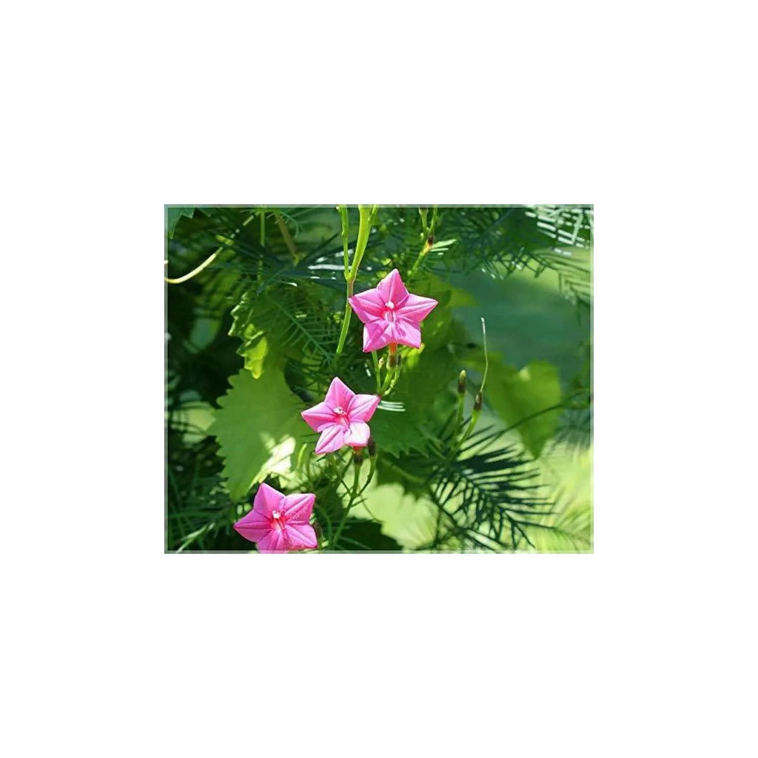 Pink Vinca Art Cypress Or Creeper Flower For Planting Non Gmo Flower Seeds for Home Garden [neera-v5-d0cab23cc653b2ffb135]