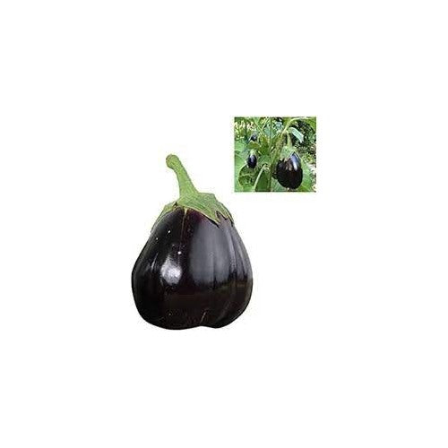 Futaba Giant Black Eggplant Seed for Planting [neera-v5-d0cd51bdb7e8dfbd9a4c]