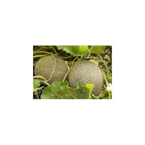 Light Yellow Cantaloupe Melon Fruit Seeds [neera-v5-d0cdd44529040dc3186f]