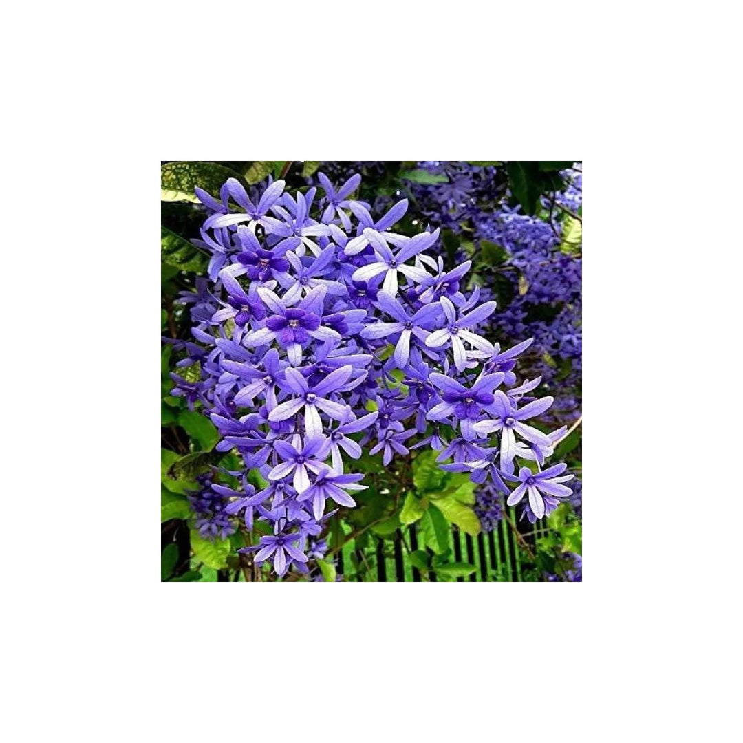 Purple Ivy Plant For Planting Non Gmo Flower Seeds for Home Garden Planting, Landscape Organic [neera-v5-d0de0fbadb26cf226344]