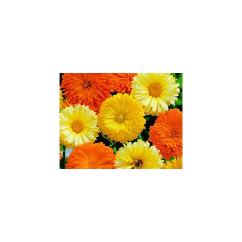 Calendula Officinalis Flower Seeds for Planting [neera-v5-d0eb12e5cf0d81f2178c]