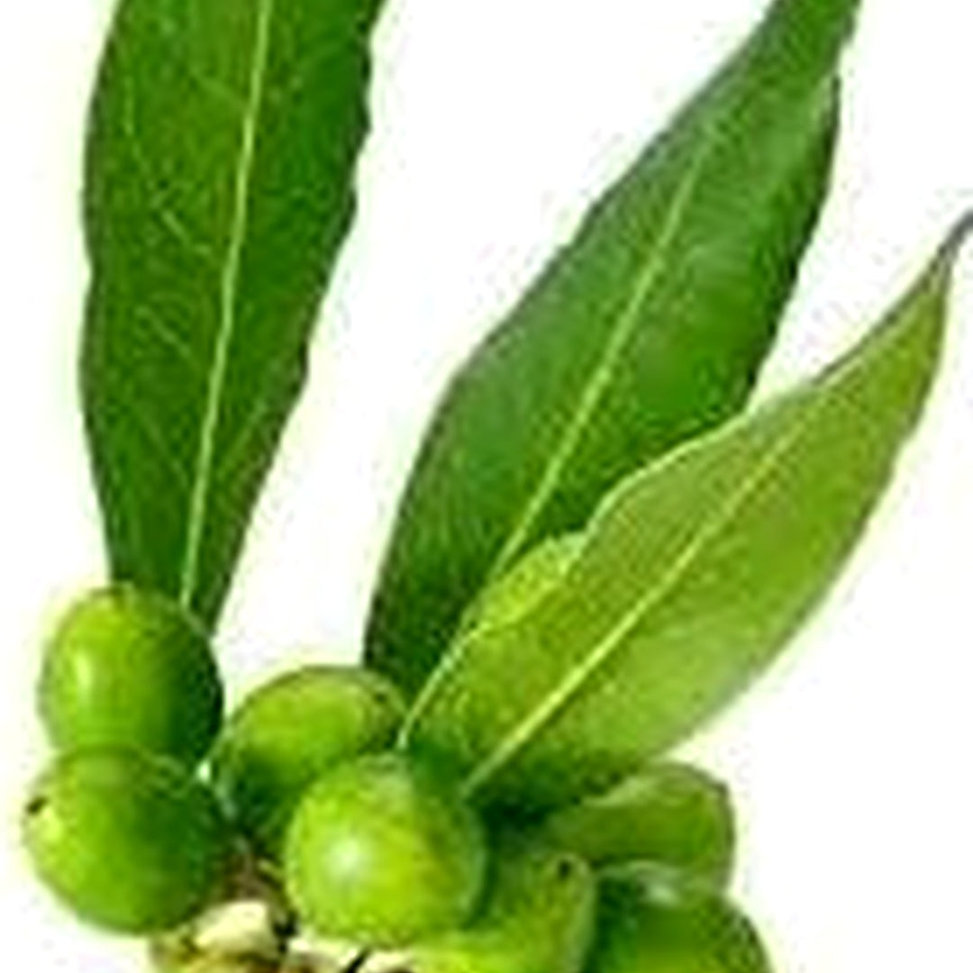 Bay Laurel Seeds for Planting [neera-v5-d0f501943d71055cadb9]