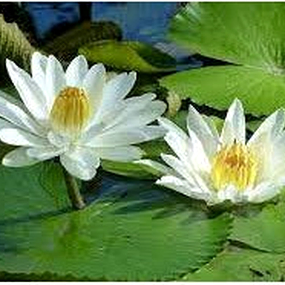 Open Mouth Bonsai Lotus Flowers Seeds for Planting [neera-v5-d0ff559a004eb75320fb]