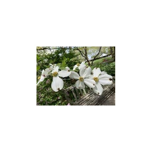 Cornus Florida Seeds for Planting [neera-v5-d103db455e302f44aeaa]