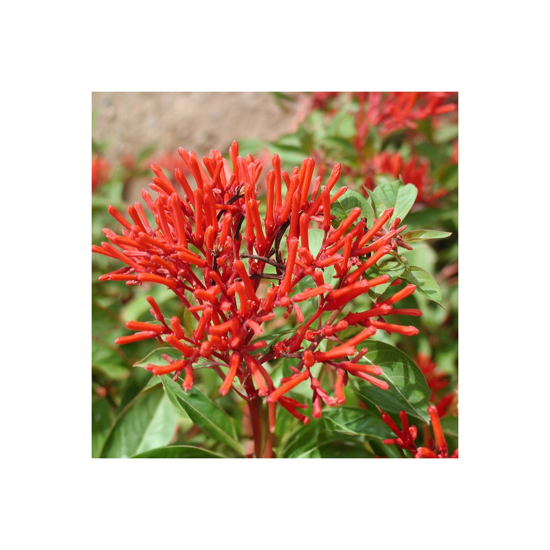 Heirloom Hamelia Patens Flower Non Gmo Firebush Blooms Hummingbird Friendly Garden Planting [neera-v5-d108ed1fe3154ceae4bc]