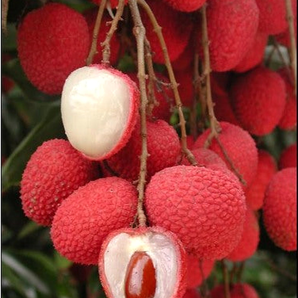Brewster Lychee Fruit Seed Pack for Planting [neera-v5-d10d8c448c253254ab55]