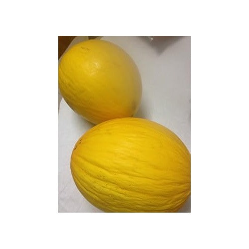 Yellow Melon Seeds for Planting [neera-v5-d1142004c0a6c85d03c0]