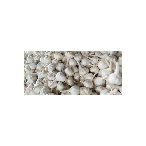 Organic Heirloom Garlic Vegetable Seeds for Planting [neera-v5-d114bec39f3fa5b8bcb7]