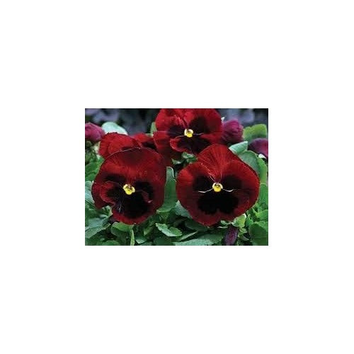 Heirloom Red Black Pansy Flower Seeds for Planting [neera-v5-d11a863a6d3526315f18]