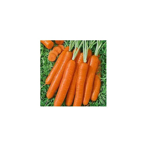 Nantes Carrot Seeds for Planting [neera-v5-d12188d6c08fb17a07df]