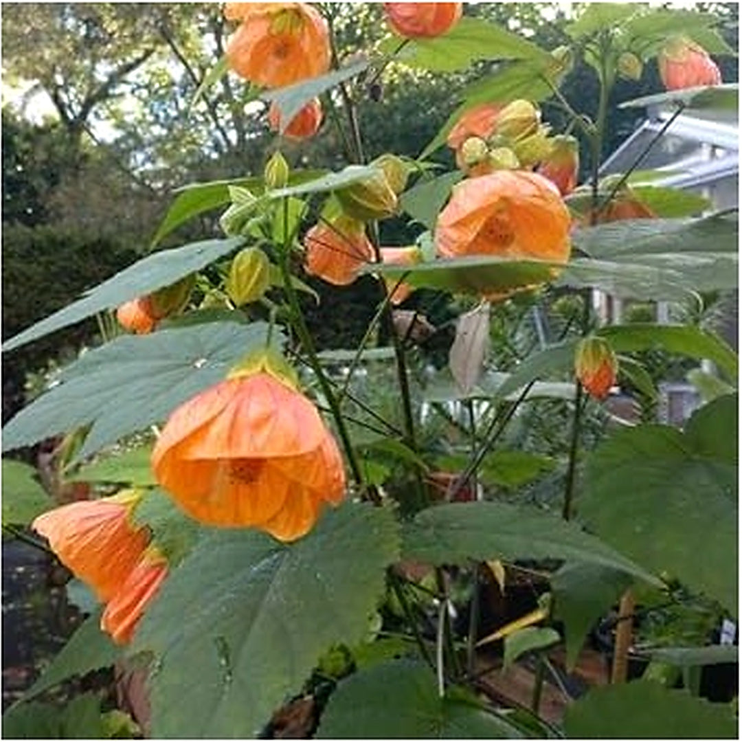 Orange Heirloom Non Gmo Light Abutilon Flower Tropical And Decorative Garden Planting Flower [neera-v5-d12b709028ae0e96bd7b]
