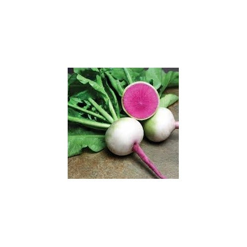 Radish Starburst Seed Pack for Planting | Heirloom Non-GMO Organic Garden Seeds for Vibrant Tasty Radishes [neera-v5-d12feb9502087231850d]